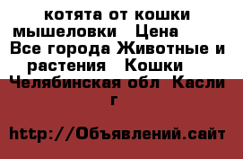 котята от кошки мышеловки › Цена ­ 10 - Все города Животные и растения » Кошки   . Челябинская обл.,Касли г.